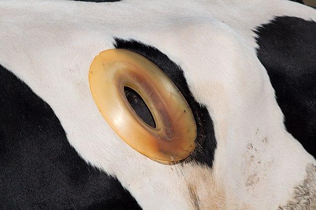 Een gefistuleerde koe, afbeelding gemaakt door Dori