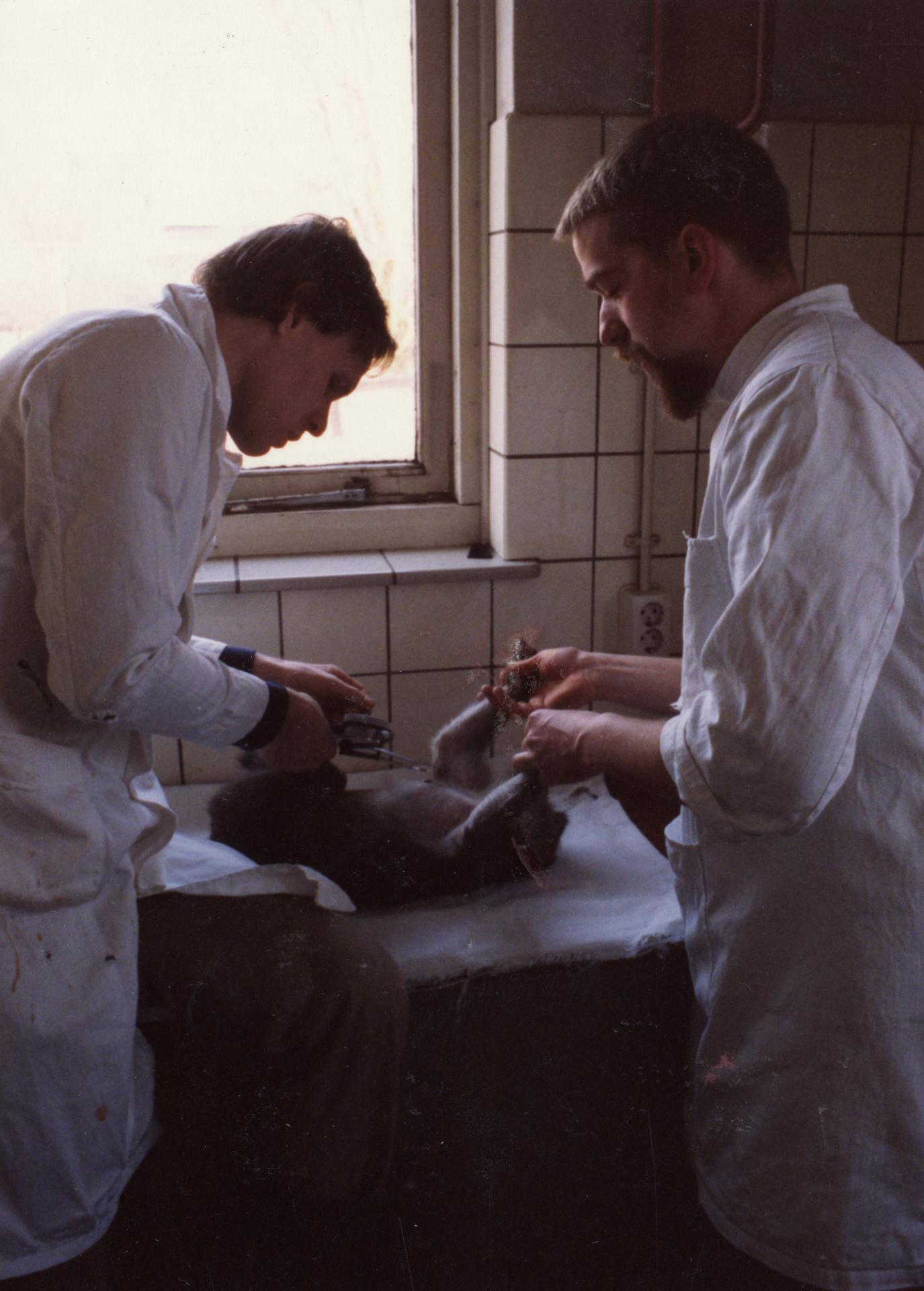 Twee studenten / medewerkers in het Laboratorium voor Vergelijkende Fysiologie van de Subfaculteit der Biologie van de Rijksuniversiteit Utrecht (Jan van Galenstraat 40) te Utrecht, tijdens een onderzoek of proef met een aap.
