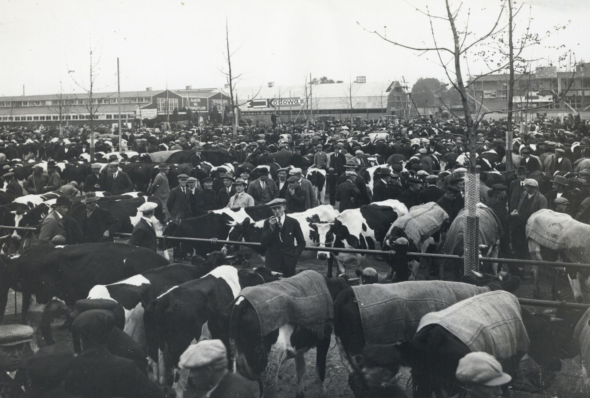 Afbeelding van de drukte tijdens de eerste veemarkt op het nieuwe terrein van de Veemarkthal (Croeselaan) te Utrecht. Vervaardiger: Bommel, M.A.J. van, fotograaf